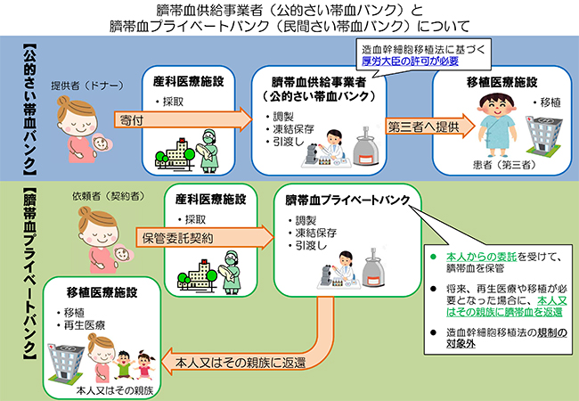 臍帯血説明（厚生労働省HPより）